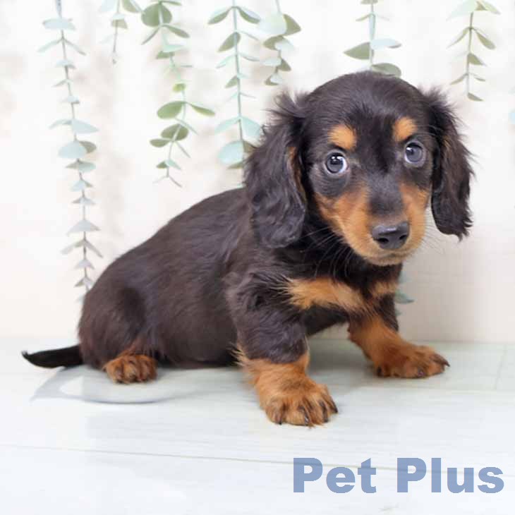 カニーンヘン・ダックスフンドの写真2