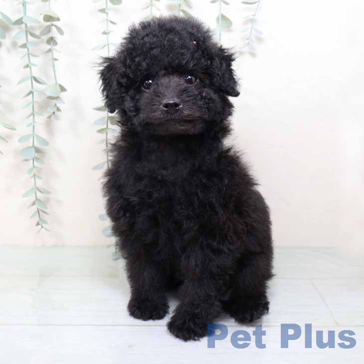 トイ・プードルの写真2