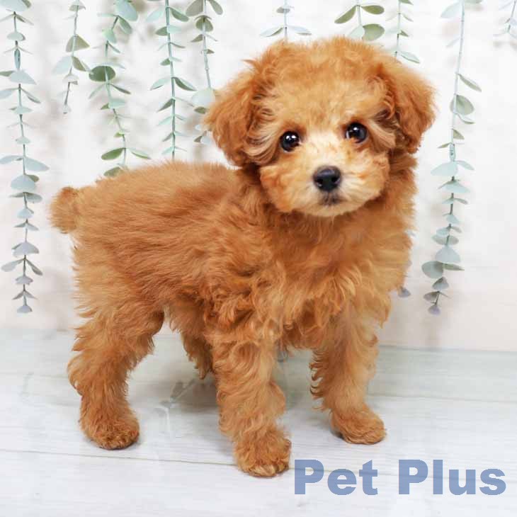 トイ・プードル