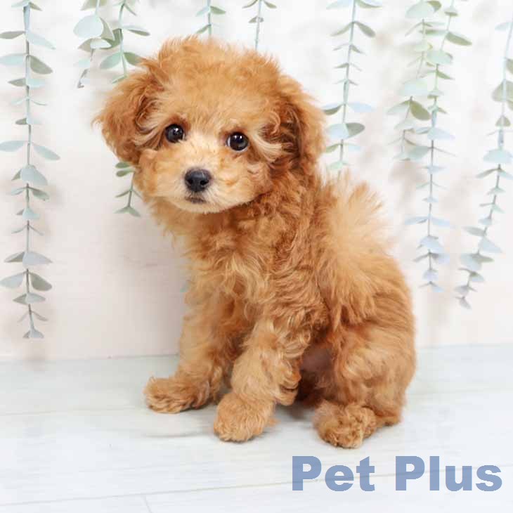 トイ・プードルの写真2