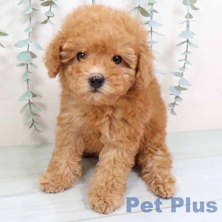 トイ・プードル