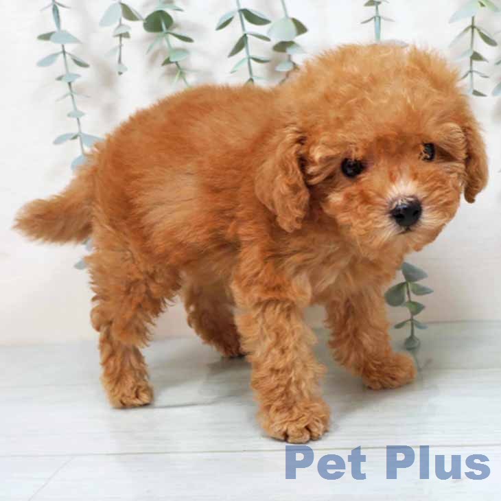 トイ・プードルの写真2