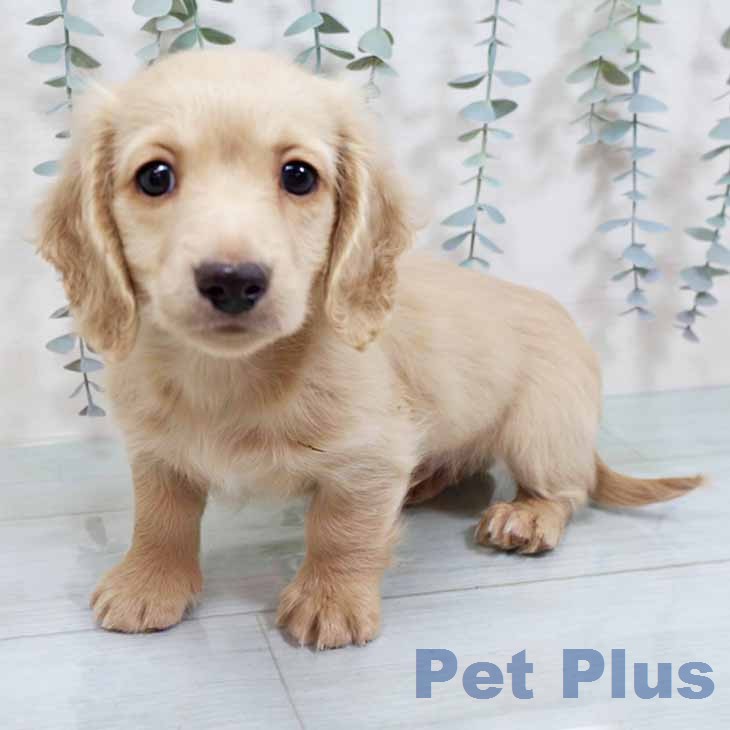 ミニチュア・ダックスフンド