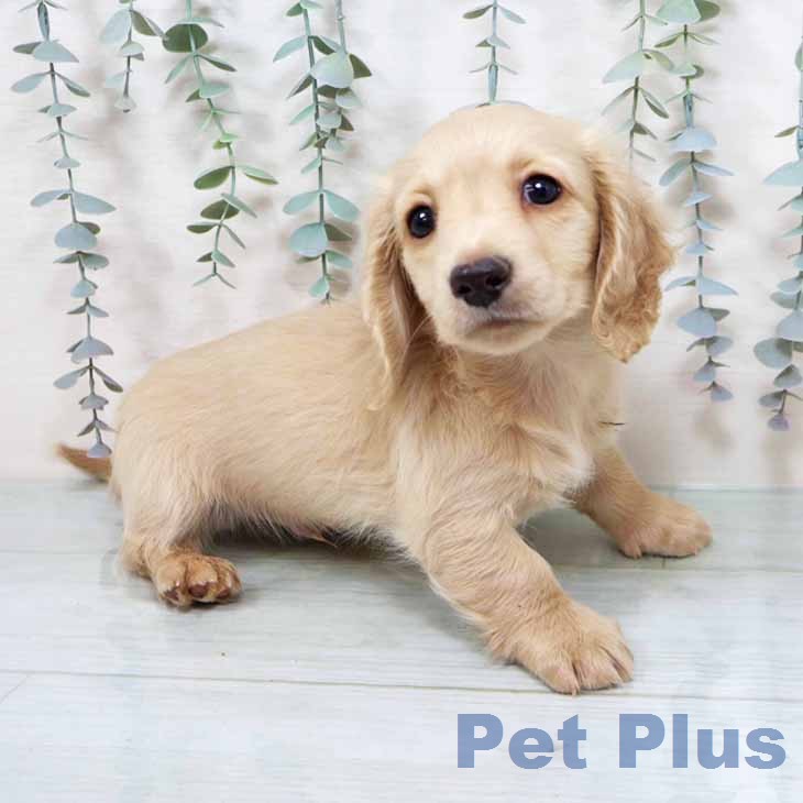 ミニチュア・ダックスフンドの写真2