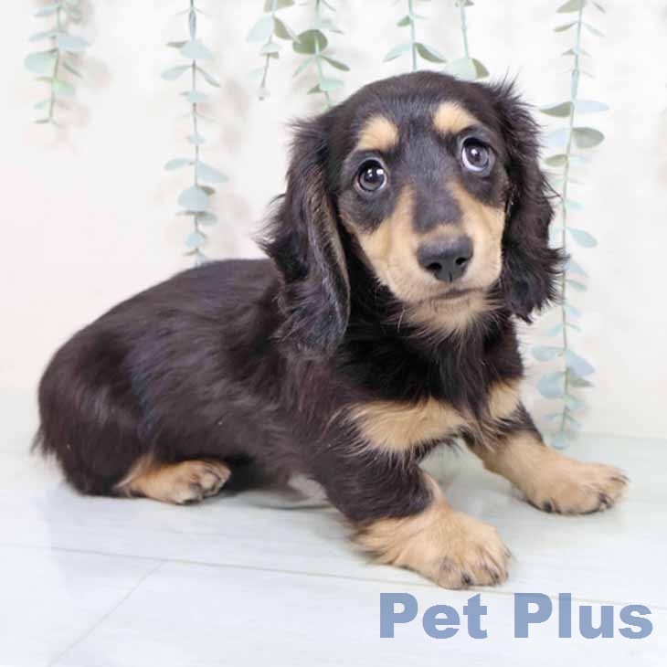 ミニチュア・ダックスフンド