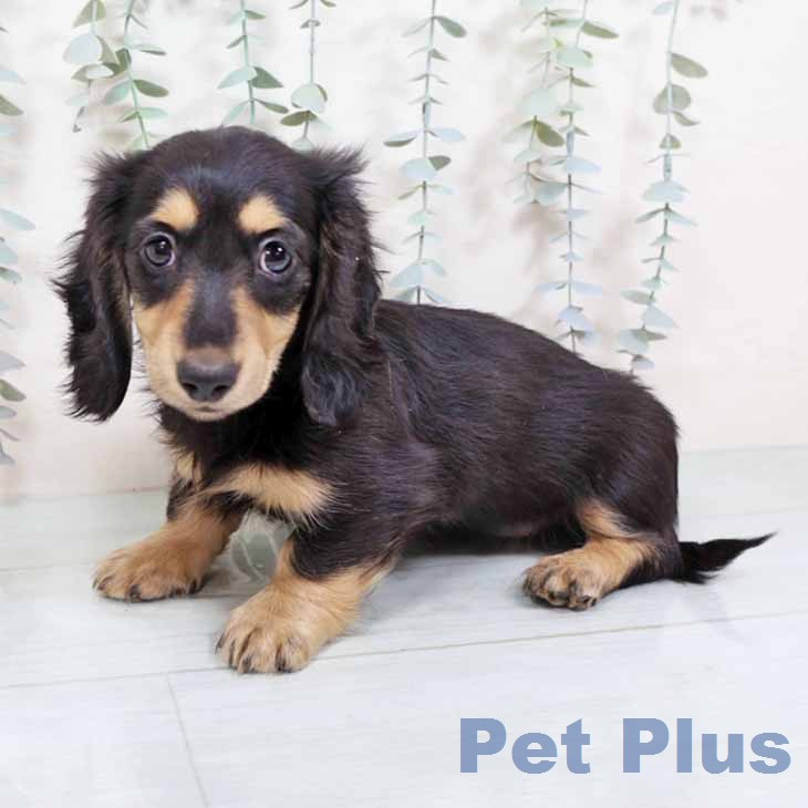 ミニチュア・ダックスフンドの写真2