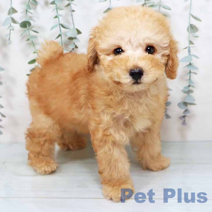 トイ・プードル