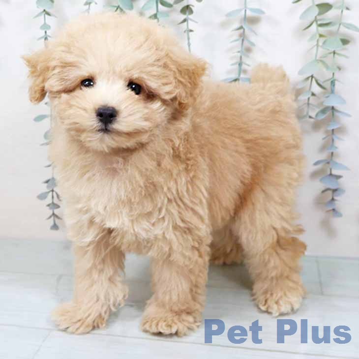 トイ・プードル