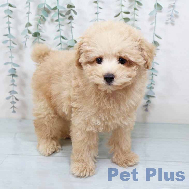 トイ・プードルの写真2