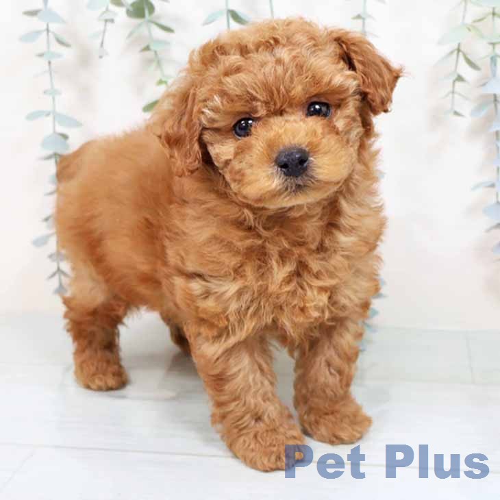 トイ・プードル