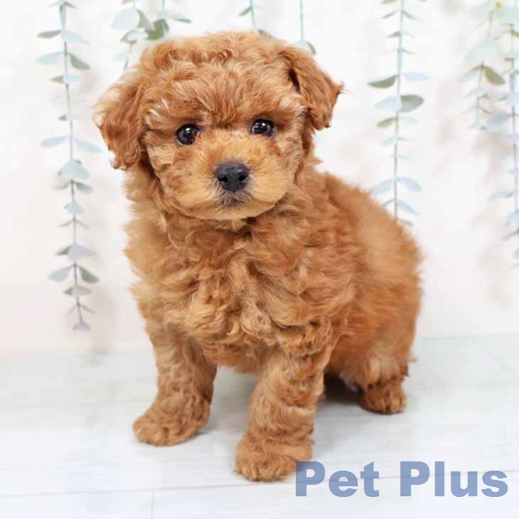 トイ・プードルの写真2