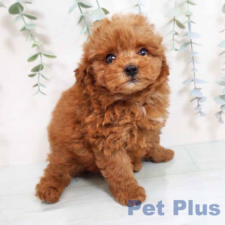 トイ・プードル