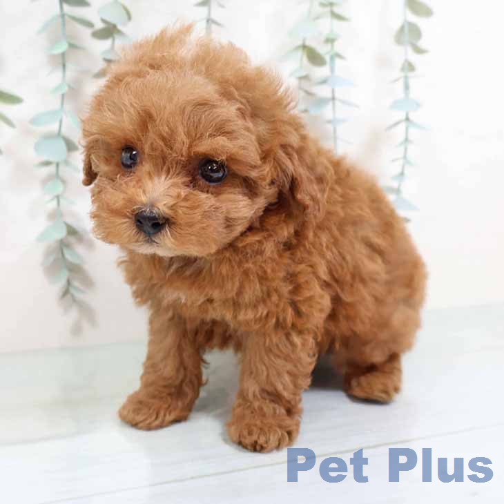 トイ・プードルの写真2