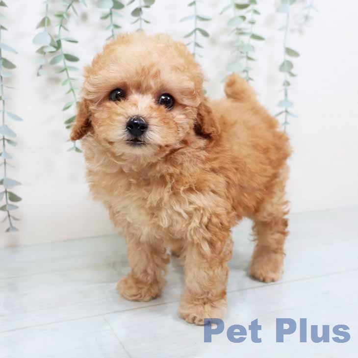 トイ・プードル