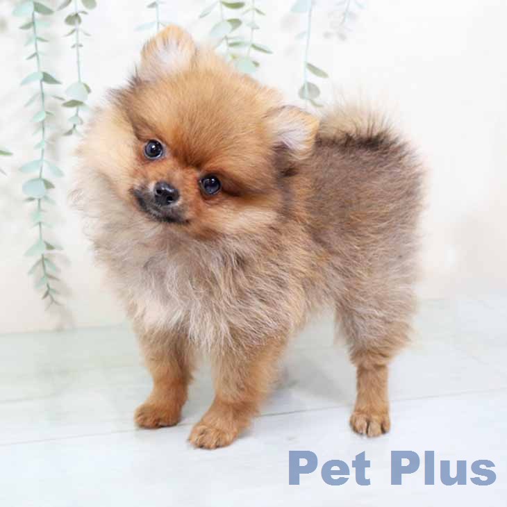 ポメラニアンの写真2