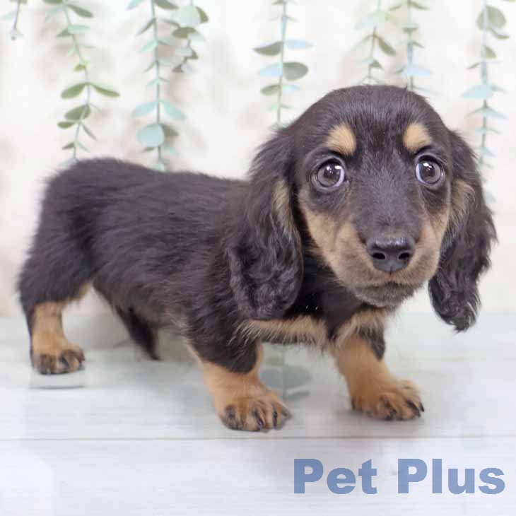 ミニチュア・ダックスフンド