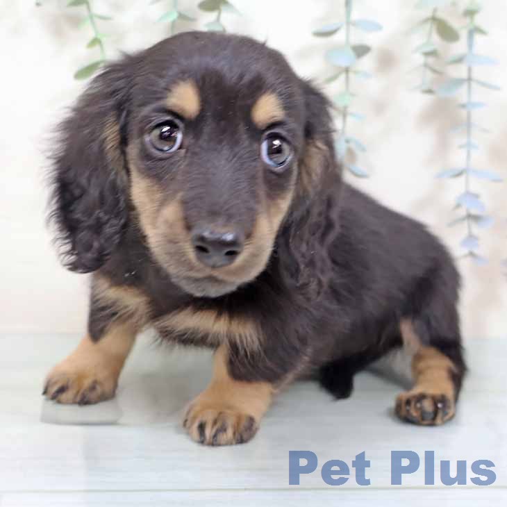 ミニチュア・ダックスフンドの写真2