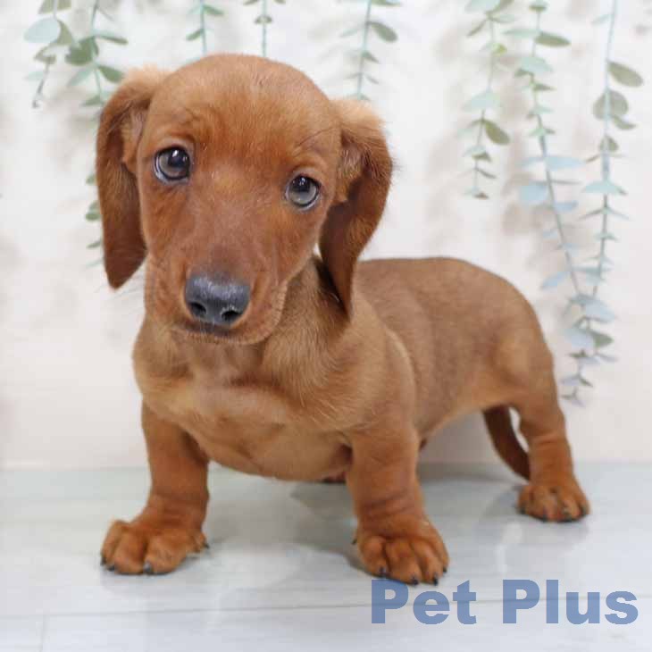 ミニチュア・ダックスフンド