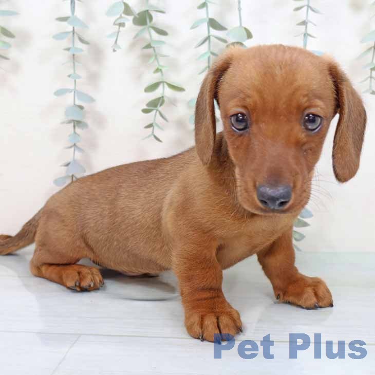 ミニチュア・ダックスフンドの写真2