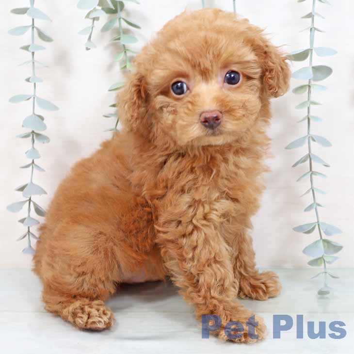 トイ・プードル