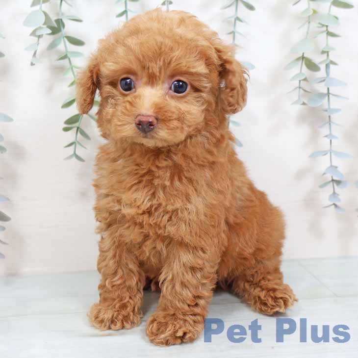 トイ・プードル