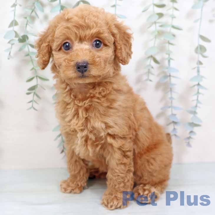 トイ・プードルの写真2