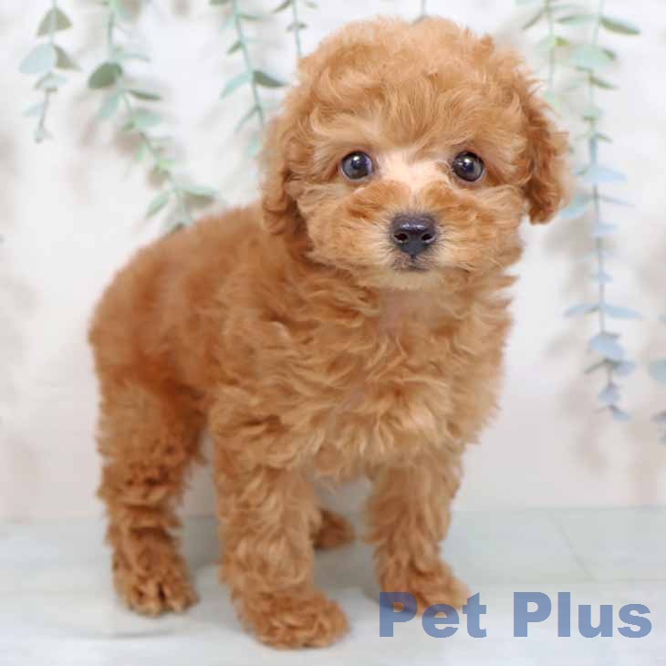 トイ・プードル