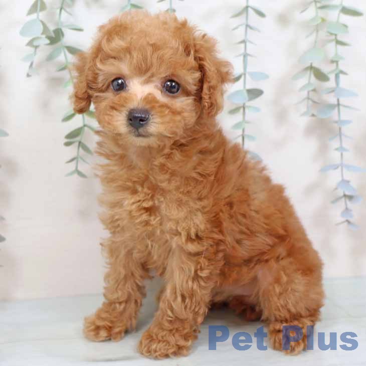 トイ・プードルの写真2