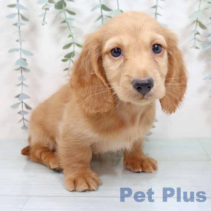 ミニチュア・ダックスフンド