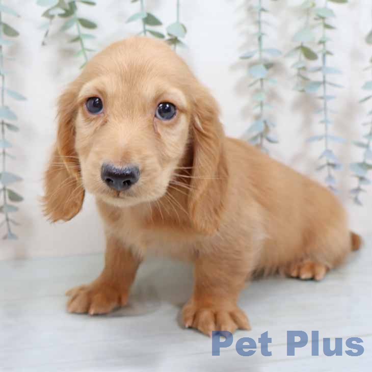 ミニチュア・ダックスフンドの写真2