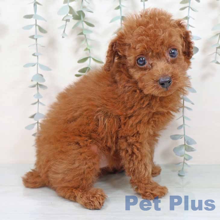 トイ・プードル