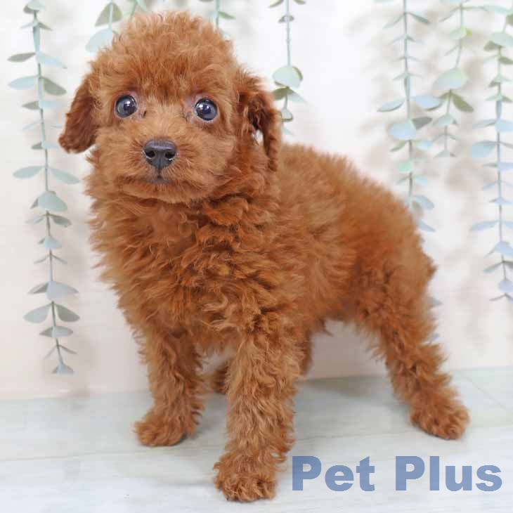 トイ・プードルの写真2