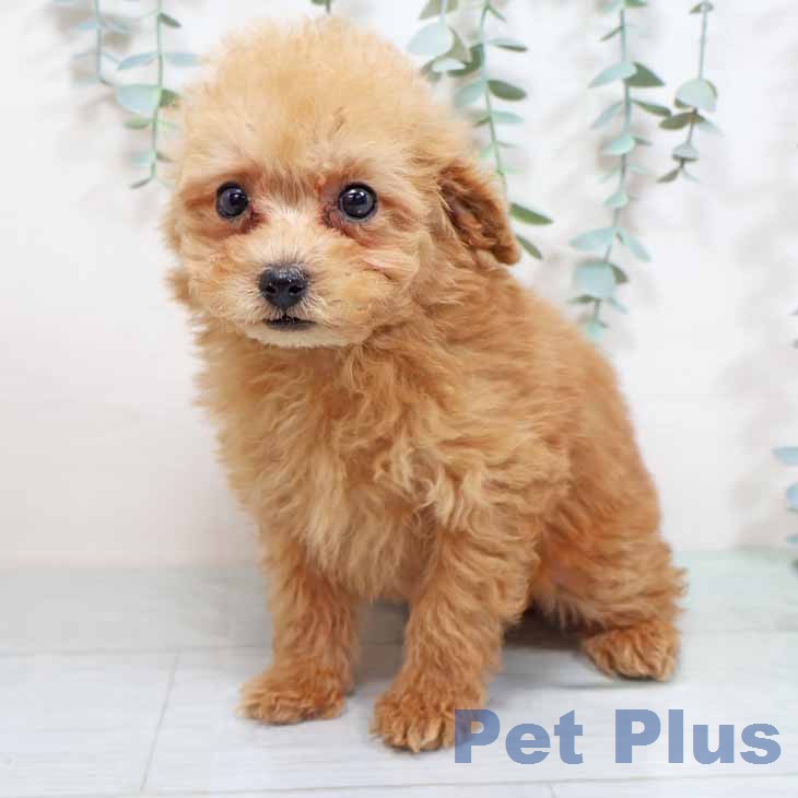 トイ・プードルの写真2