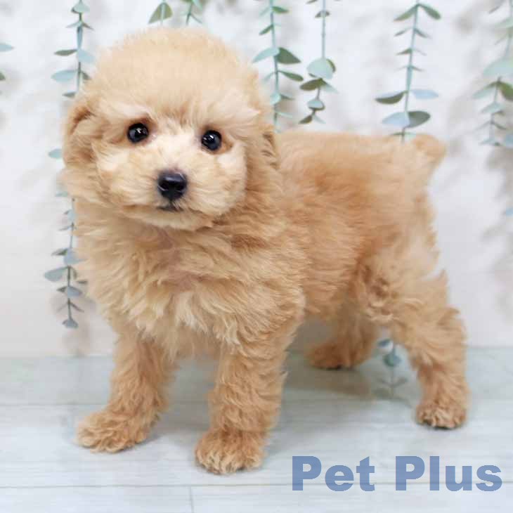 トイ・プードルの写真2