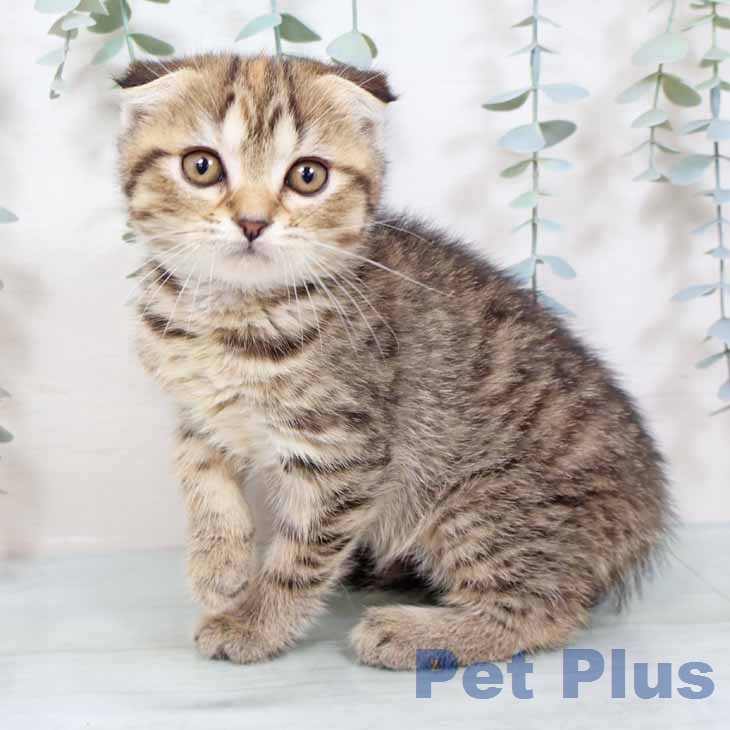 スコティッシュフォールド