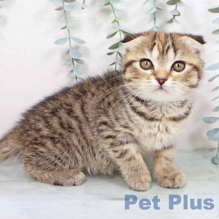 スコティッシュフォールドの写真2