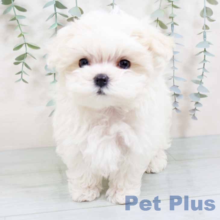 マルチーズの写真2