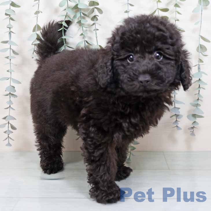 トイ・プードル