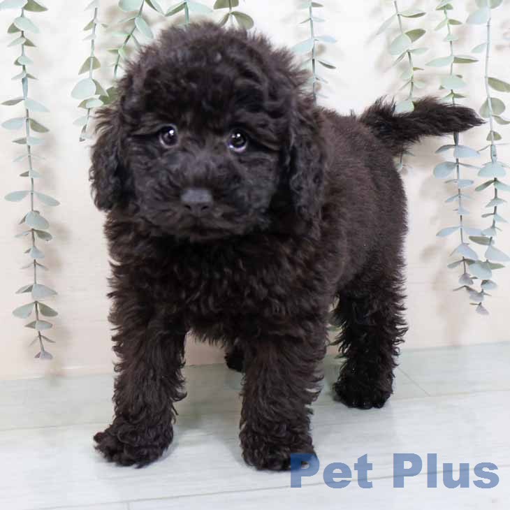 トイ・プードルの写真2