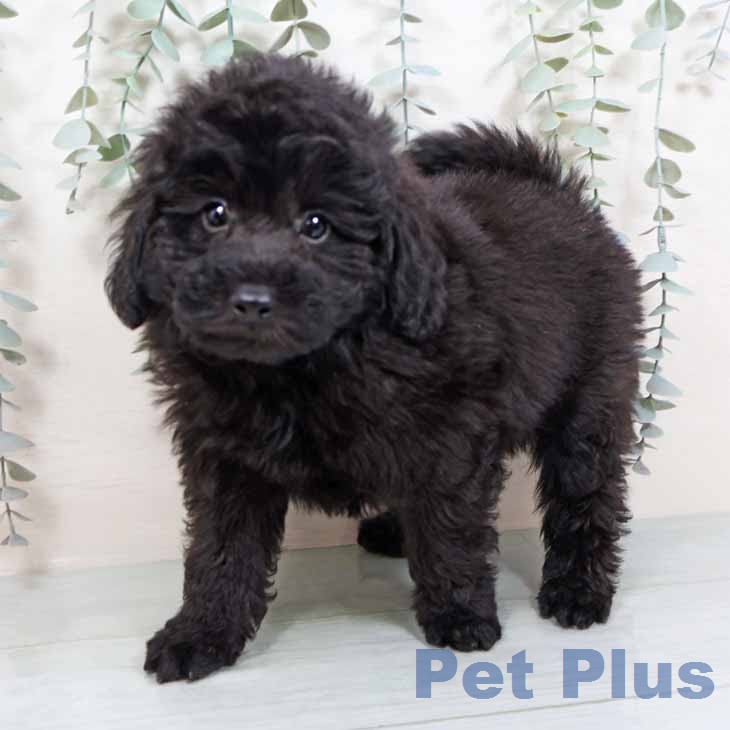 トイ・プードル