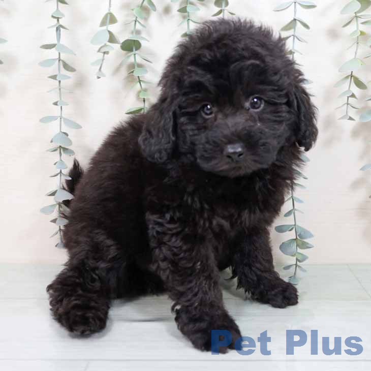 トイ・プードルの写真2