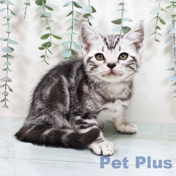 アメリカンショートヘア