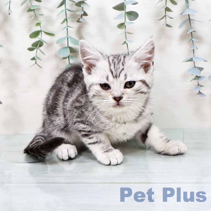 アメリカンショートヘア