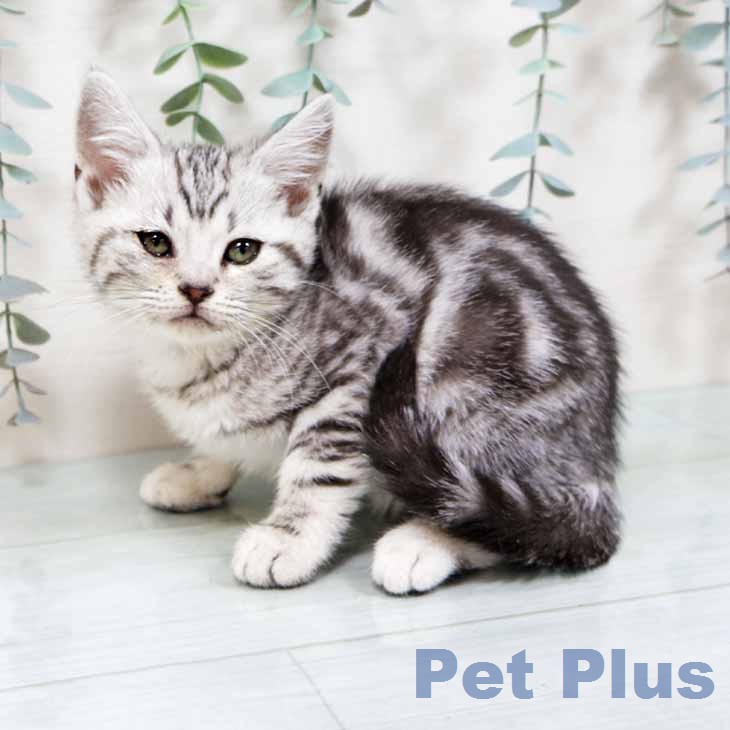 アメリカンショートヘアの写真2