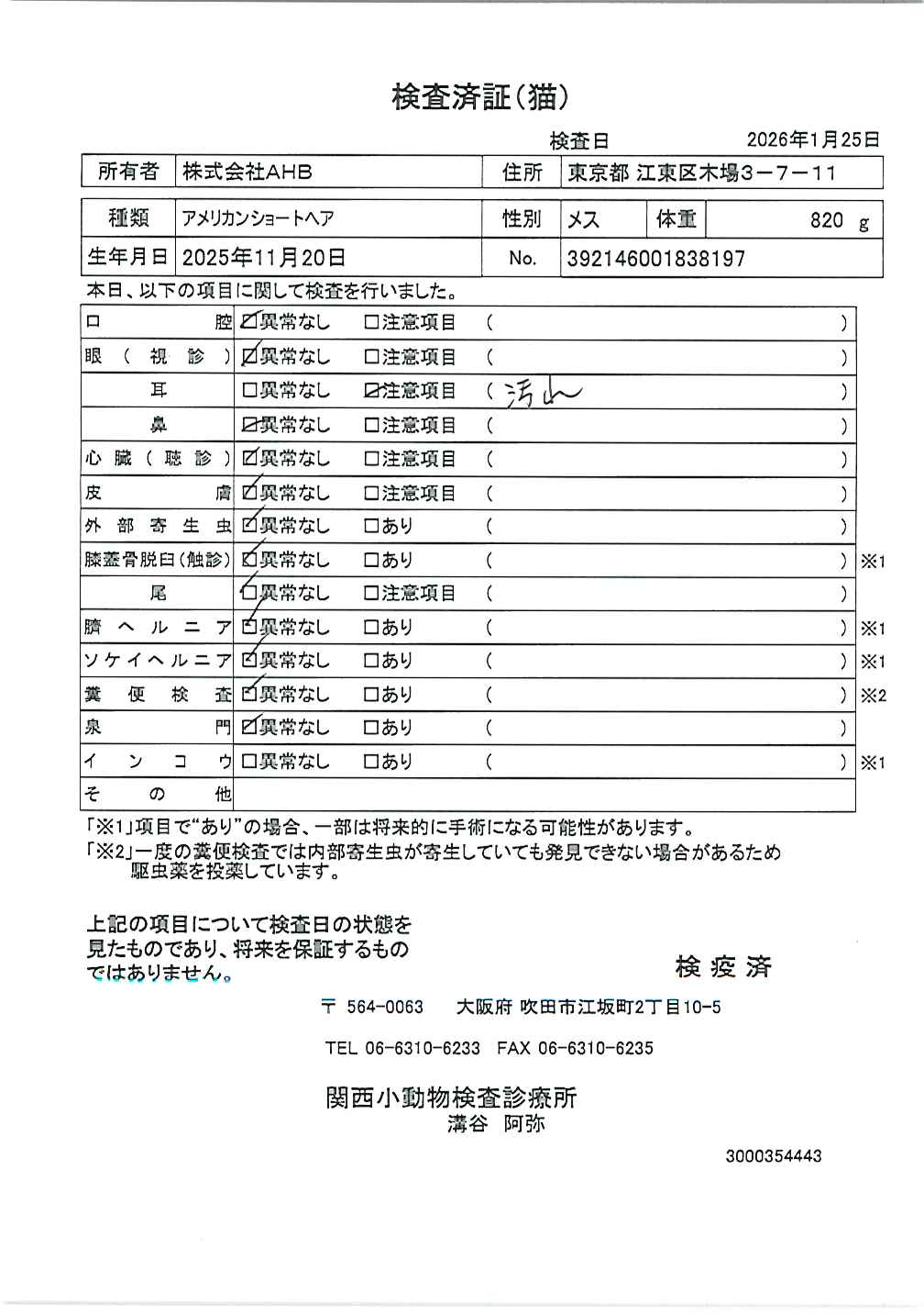 アメリカンショートヘア