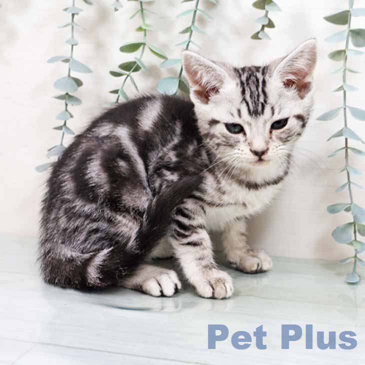 アメリカンショートヘアの写真2