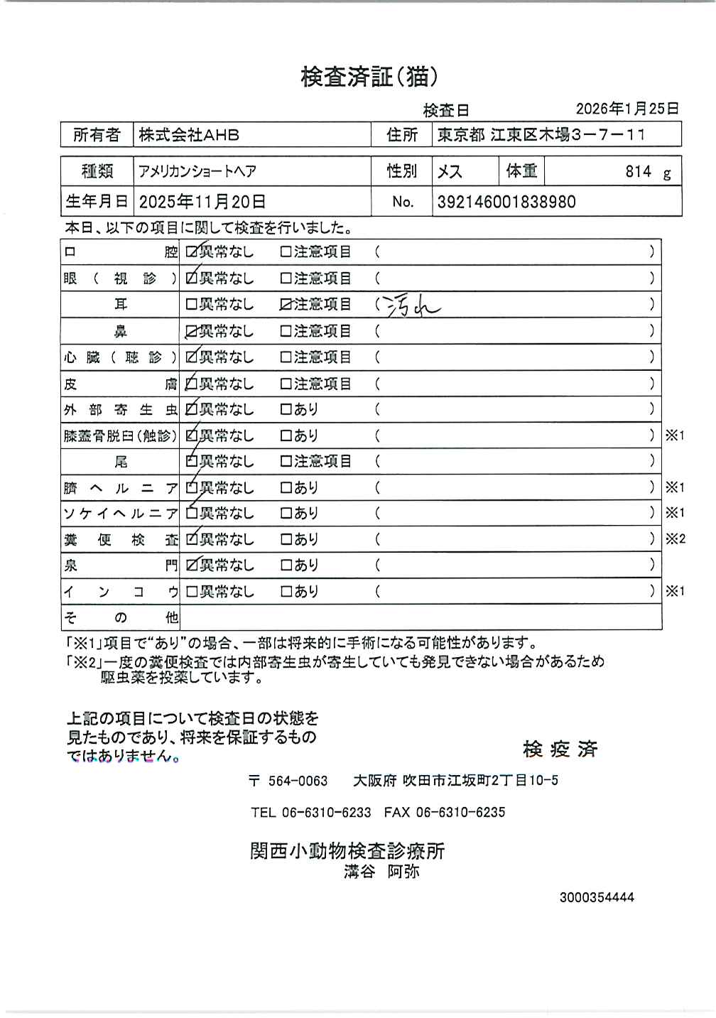 アメリカンショートヘア