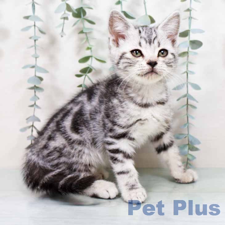 アメリカンショートヘア