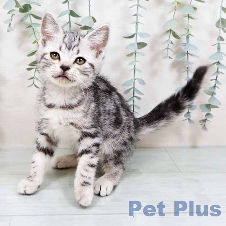 アメリカンショートヘアの写真2