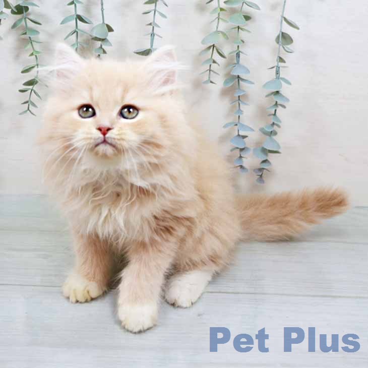 ラガマフィンの写真2